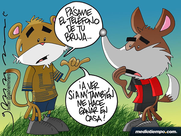 Desesperación felina