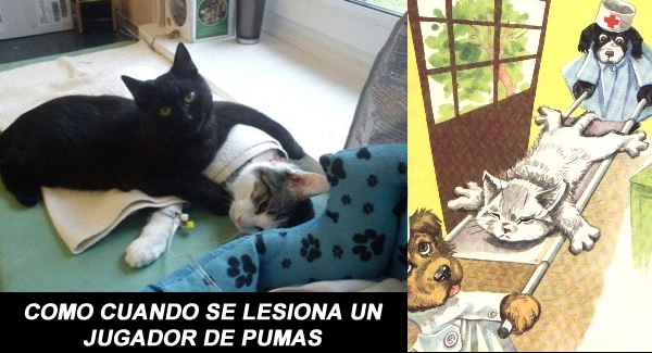Memecrónica del Tigres 0-0 Pumas, duelo de gatitos