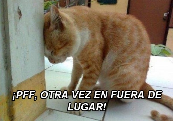 Memecrónica del Tigres 0-0 Pumas, duelo de gatitos
