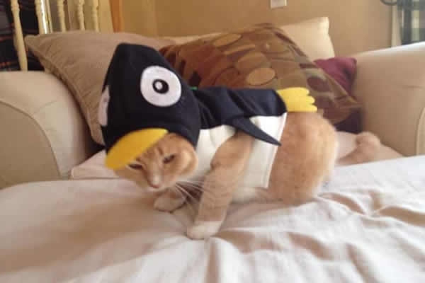 Unos tigres muy pingüinos en memes