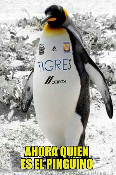 Unos tigres muy pingüinos en memes