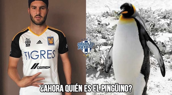 Unos tigres muy pingüinos en memes