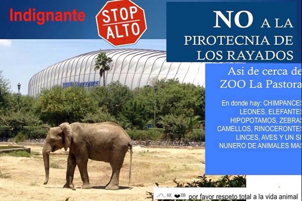 elefante