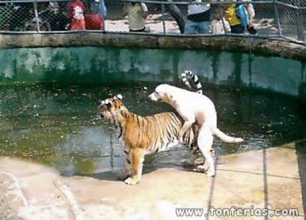 Golazos regios y los 400 de 'Tuca' en memes