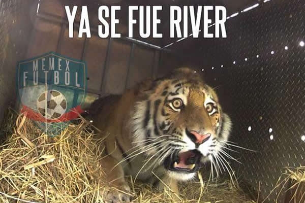 Los Tigres perdieron en la cancha y en los memes.