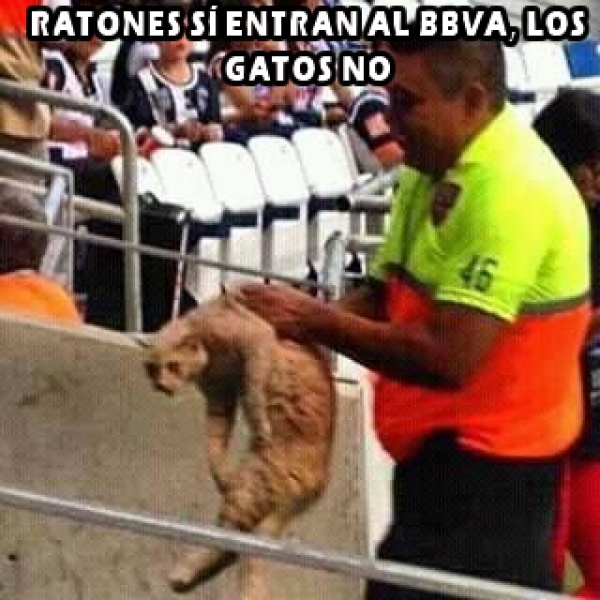 Ratones sí, 'gatitos' no en el BBVA - memes