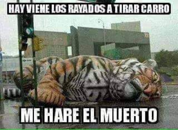 Tigres, el 'muertito' en memes