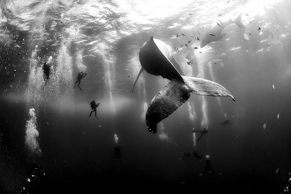 Ballenas que susurran