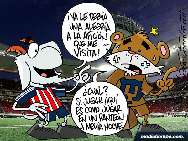 Felino asustado