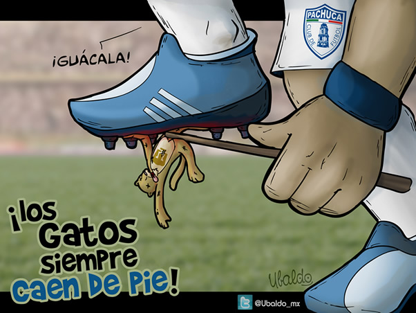 Los gatos siempre caen de pie
