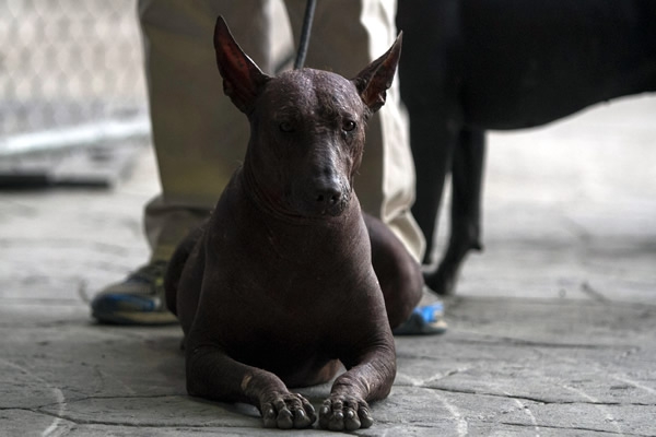 A los Xolos no les faltó apoyo.