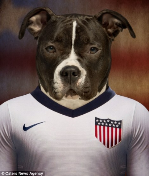 American Stafford Terrier