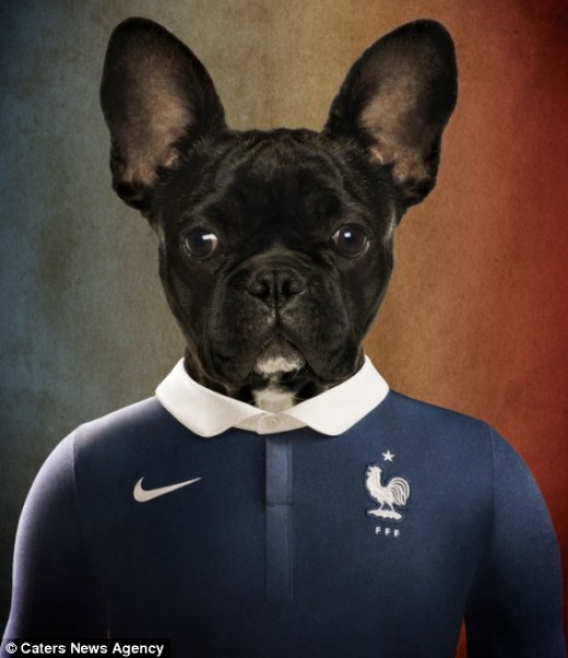 Bulldog Francés