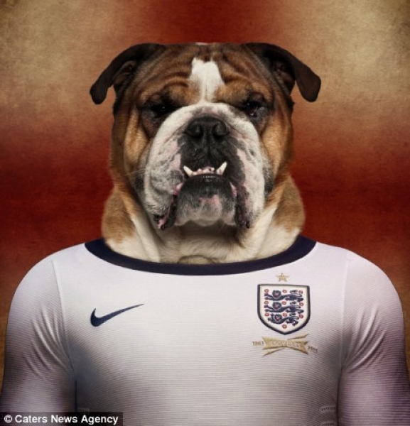 Bulldog
