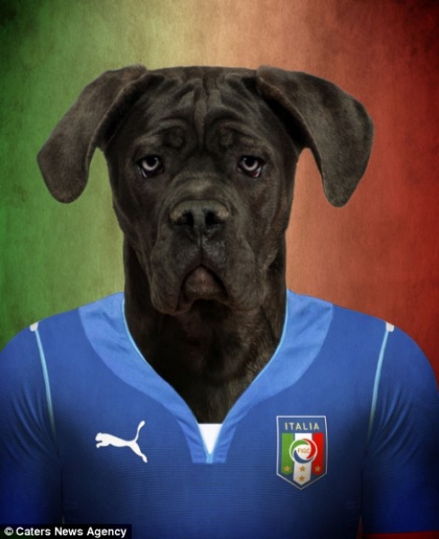 Cane Corso