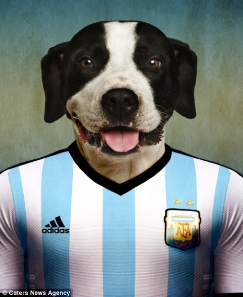Dogo