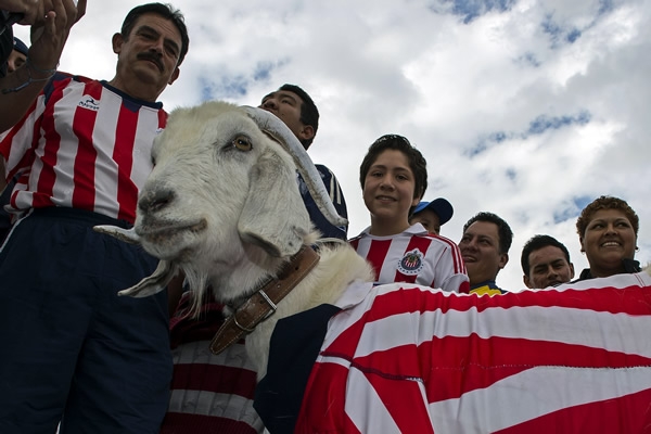 En un juego tan importante como el Clásico, la Chiva no pudo faltar.