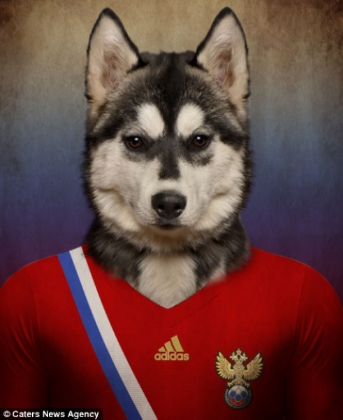 Husky Siberiano
