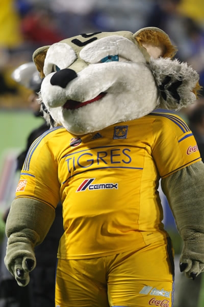 La mascota felina antes del encuentro.