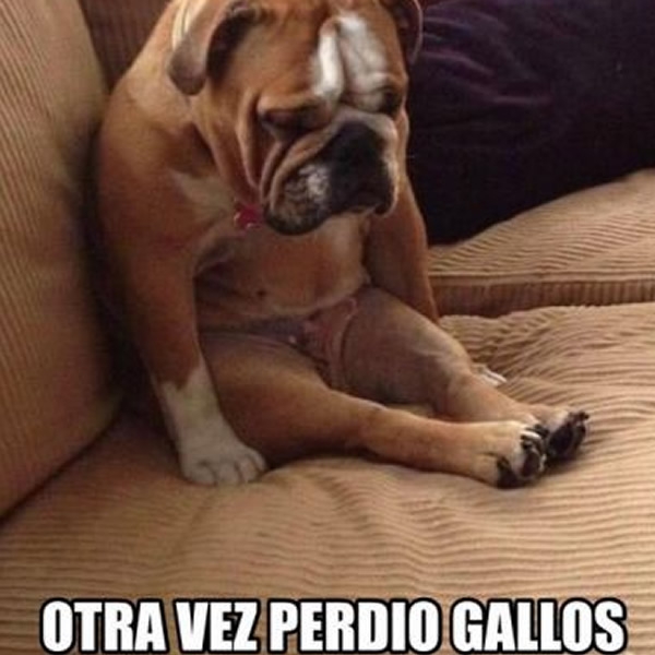 Los memes de la J8.