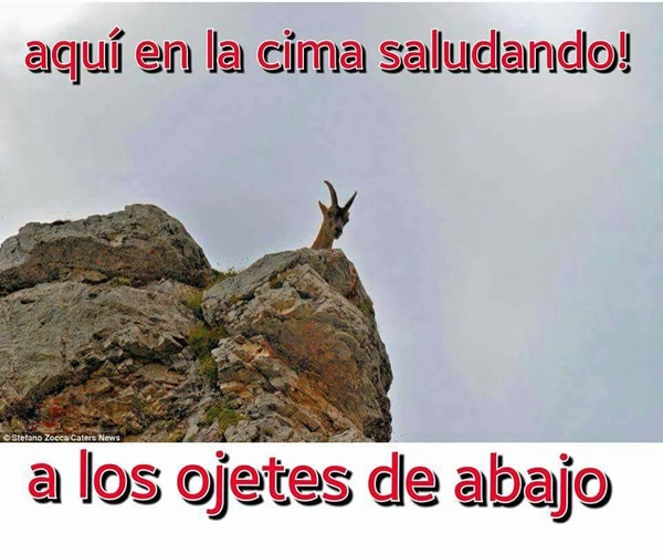 Los memes de la J14.