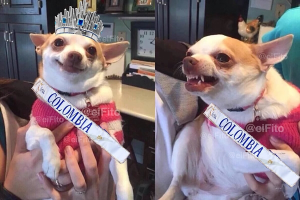 Los memes sí coronaron a Colombia. 