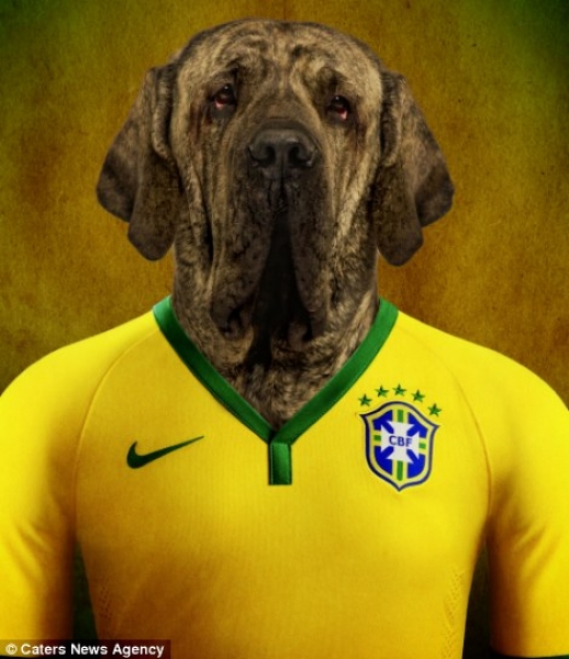 Mastín Brasilero