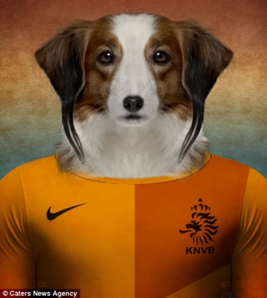 Spaniel Holandés
