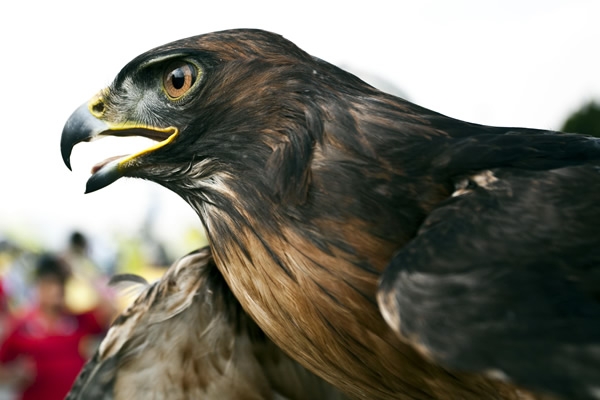 A recobrarse de la eliminación de la Copa MX.