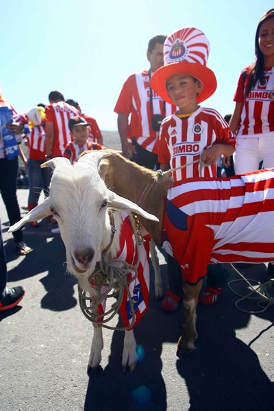 Chivas-América