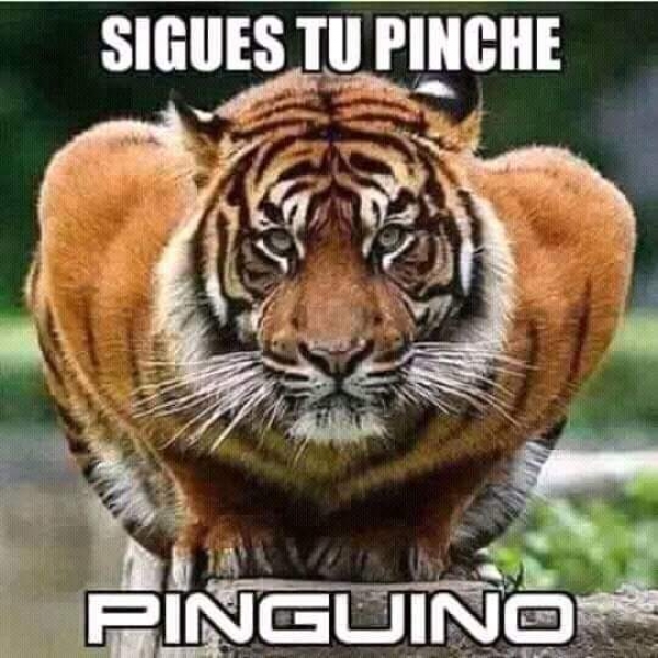 Clásico en Liguilla, Rayados tiene miedo - memes