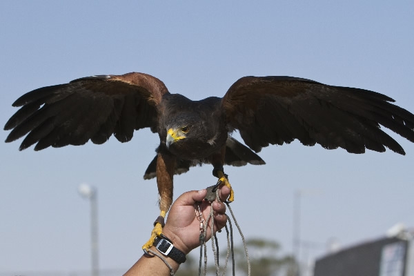 El Águila se impuso en las inmediaciones del Azteca.