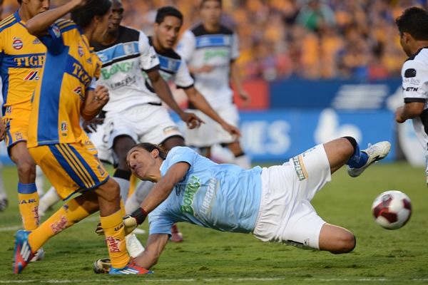 Peligrosa llegada de los felinos.