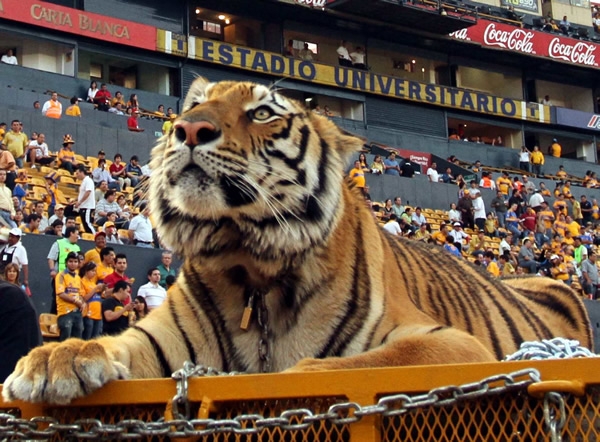 Tigres 1-1 San Luis... Choque sin letalidad.