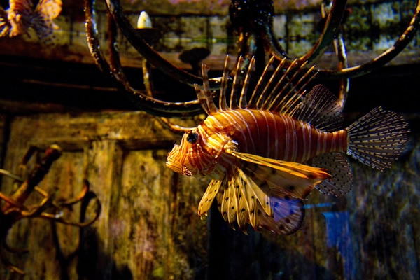 Acuario de Durban 13