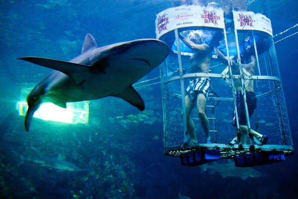 Acuario de Durban 14