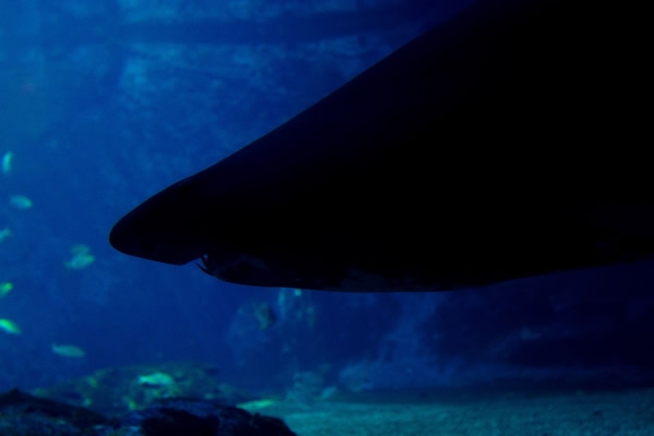 Acuario de Durban 15