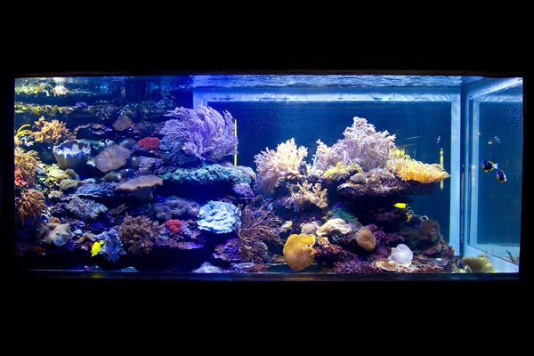 Acuario de Durban 17