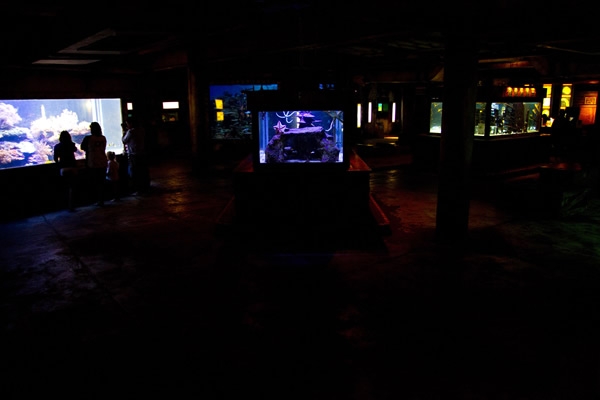 Acuario de Durban 19