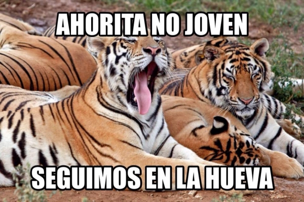 Tigres, el llorón del norte en memes