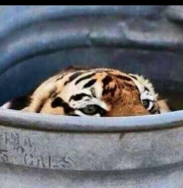 Tigres, el llorón del norte en memes