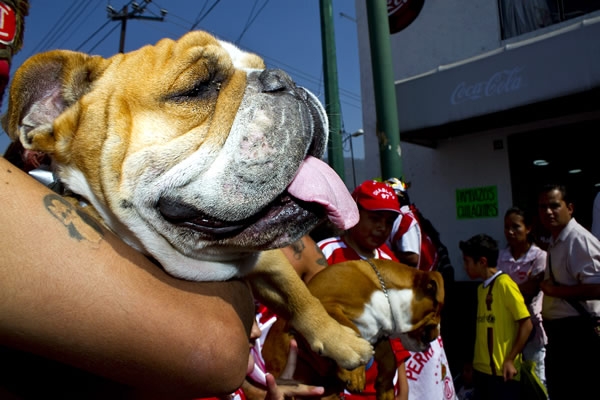 La mascota más querida del Toluca.