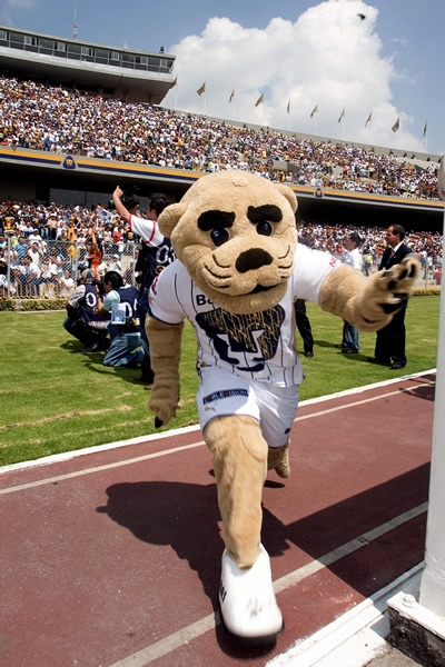 Pumas12