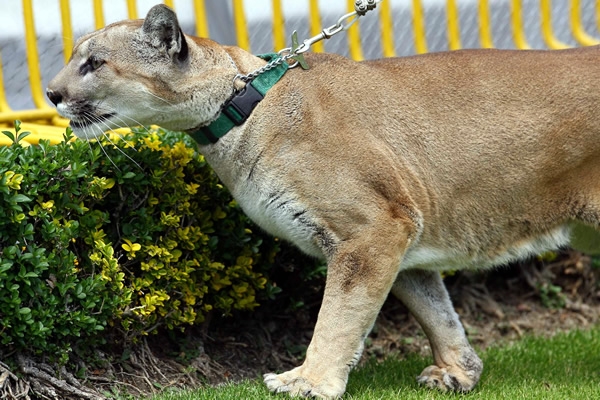 Pumas-Puebla 29