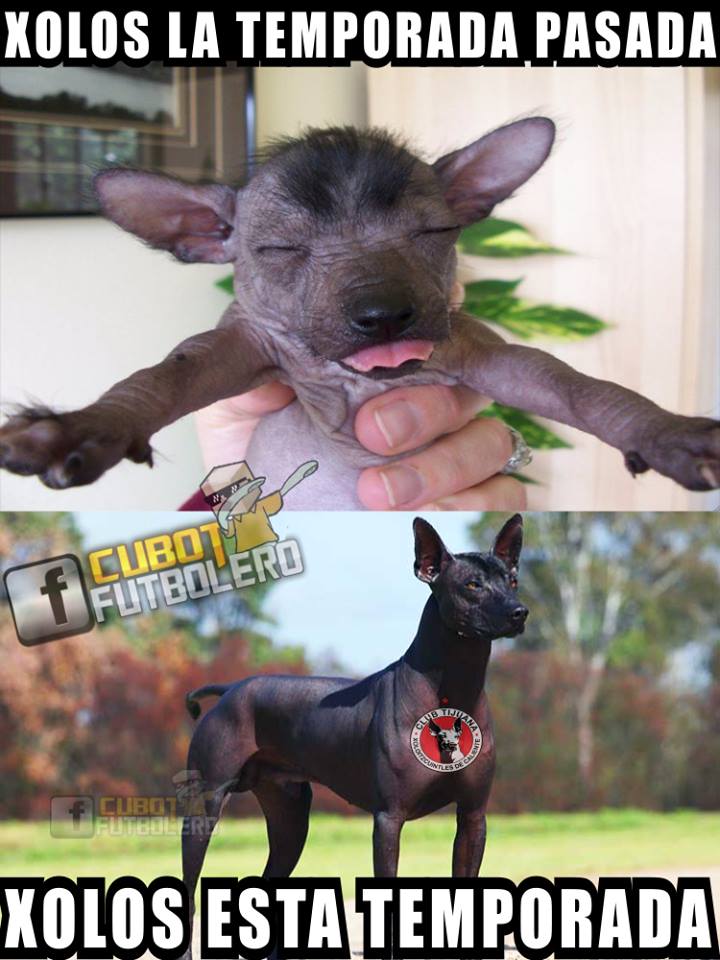 Los mejores memes de la Jornada 14 del A2016 de la Liga MX.