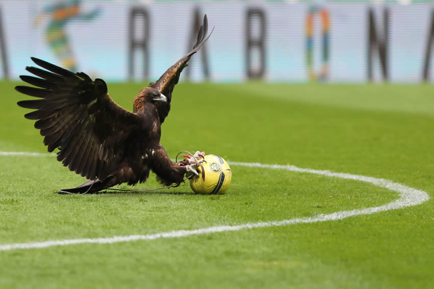 Mejores imágenes del América 0-1 Querétaro de la J1 del Apertura 2017 Liga MX.