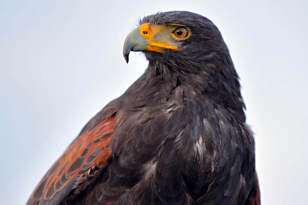 El símbolo de uno de los equipos más ganadores del futbol mexicano.