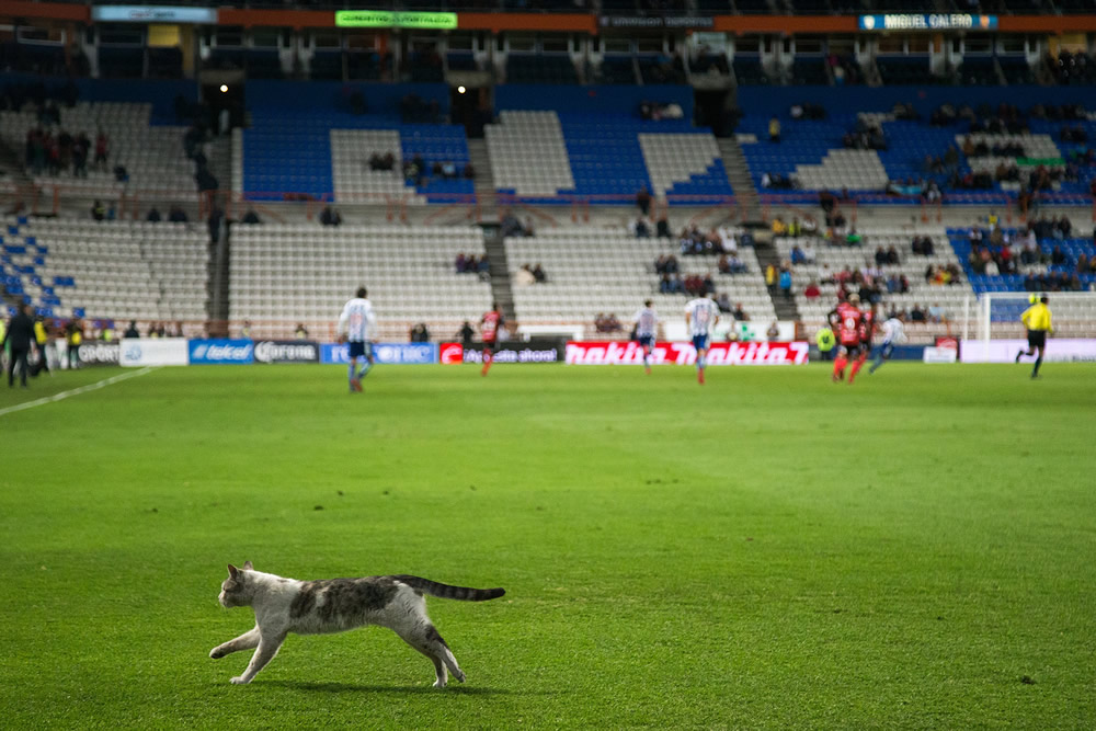 Las mejores postales del Tuzos vs. Xolos de la Jornada 7
