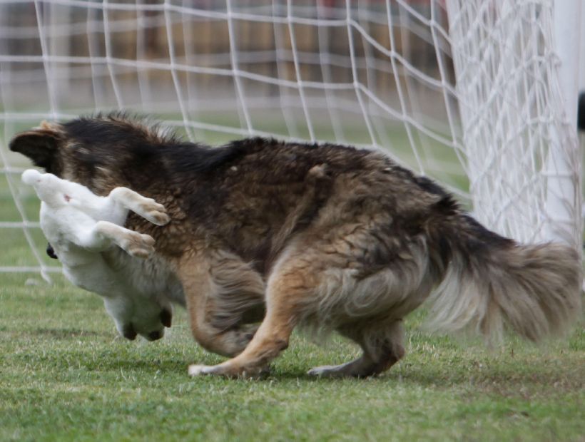 Perro caza conejo en pleno partido del futbol chileno