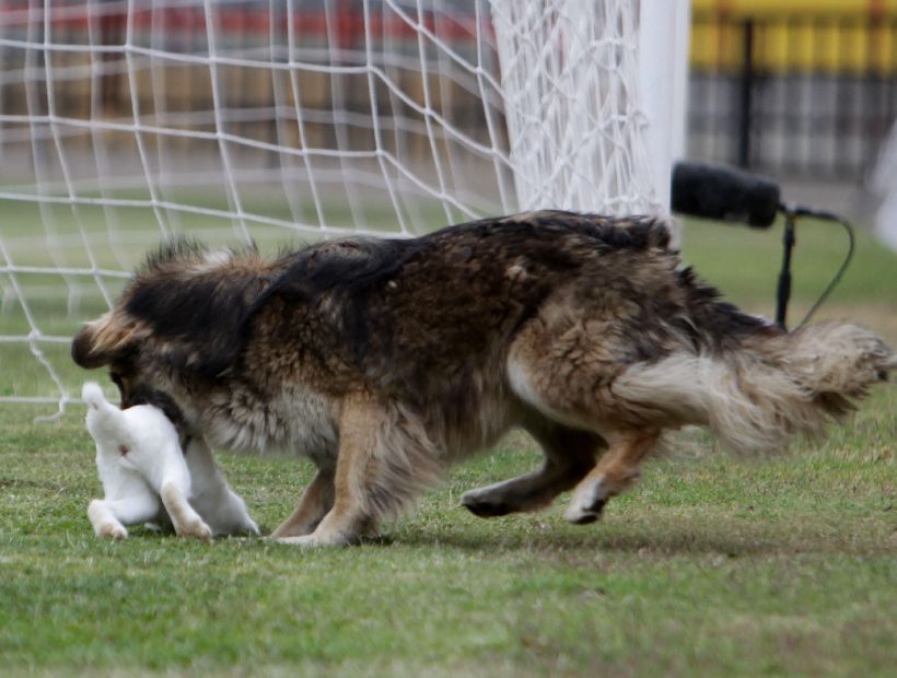 Perro caza conejo en pleno partido del futbol chileno